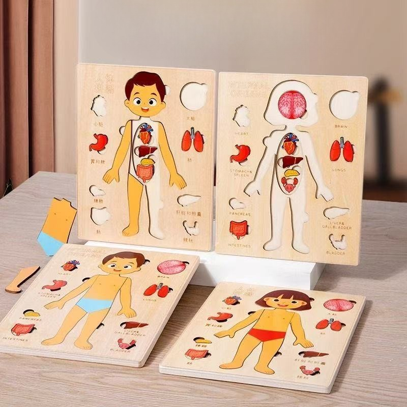 Human Body Puzzle - Puzzle Montessori Tablica Manipulacyjna Ciało Człowieka