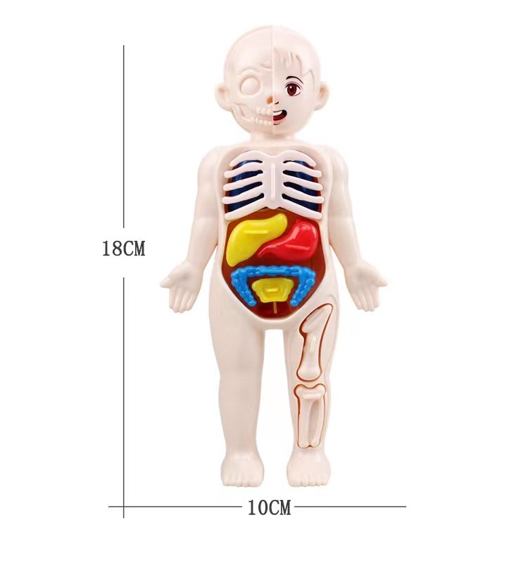 Human Body Puzzle - Montessori Puzzle 3D 14 elementów Model