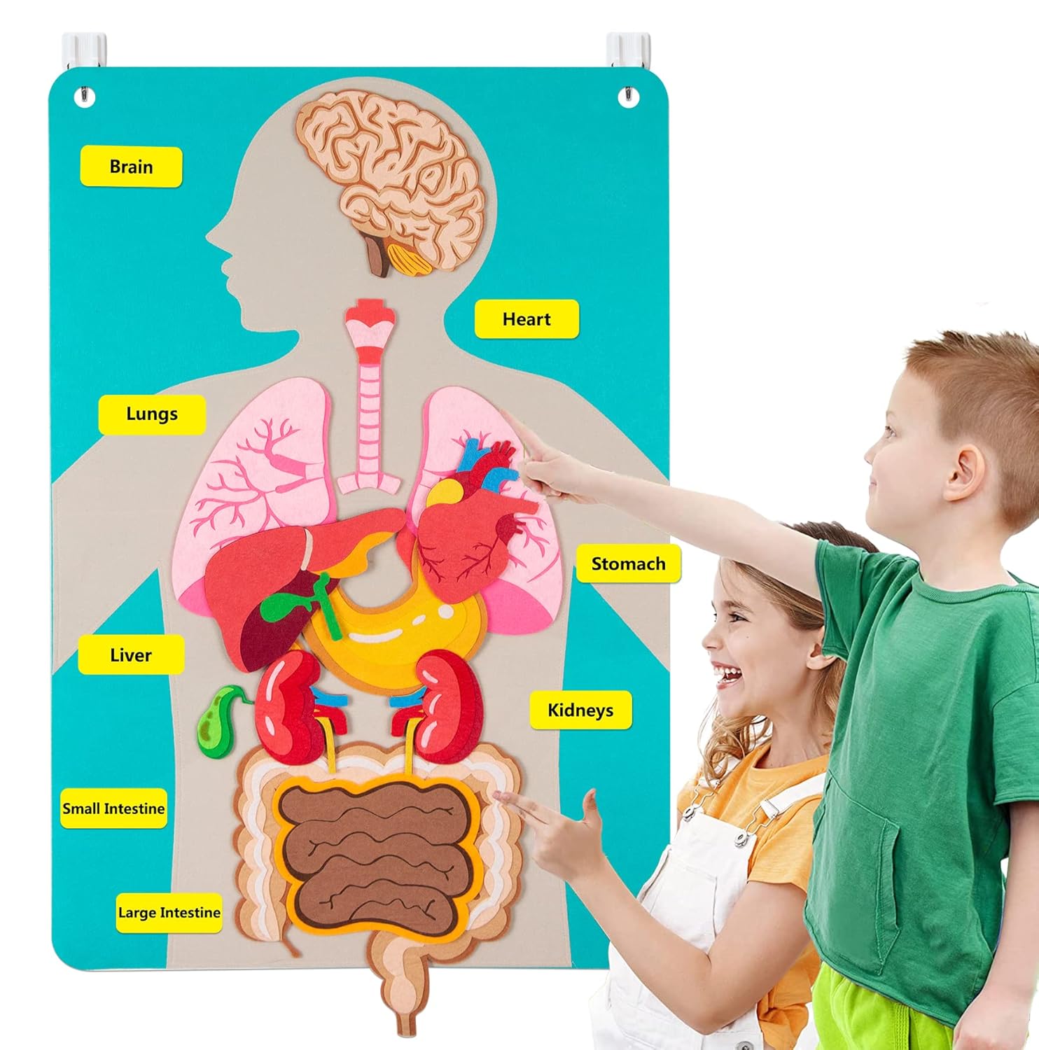 Human Body Puzzle - Opowieści z filcowej tablicy o częściach