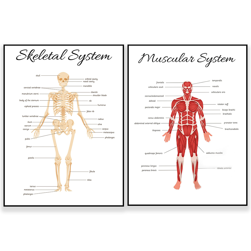 Kids Education System - SYSTEM SKELETALNY - edukacyjny plakat do