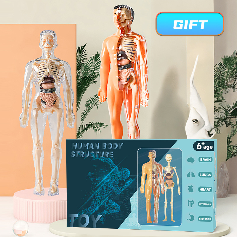 Human Body Puzzle - Model ludzkiego tułowia 3D Anatomiczny model