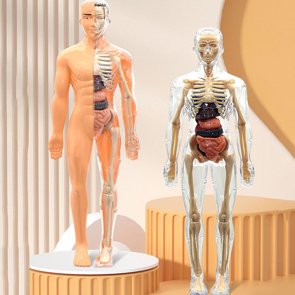 Model 3D ludzkiego torsu do an – Human Body Puzzle recenzja i cena