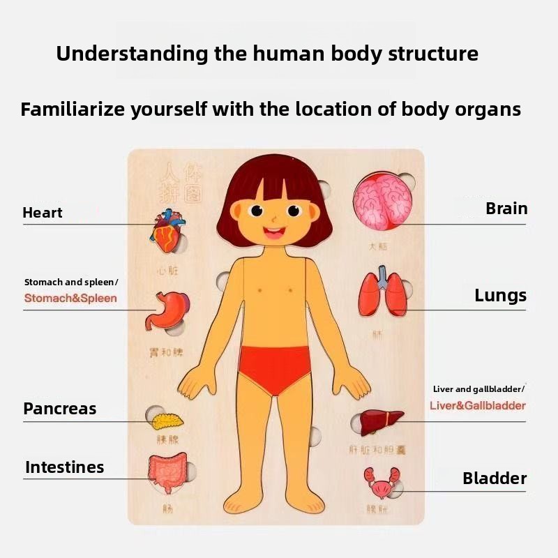 Puzzle Montessori Tablica Mani – Human Body Puzzle recenzja i cena