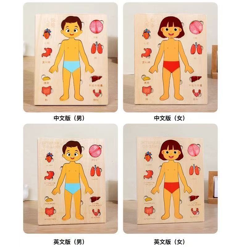 Puzzle Montessori Tablica Mani – Human Body Puzzle recenzja i cena