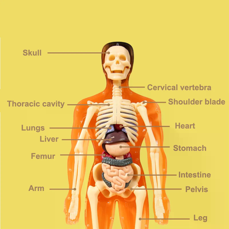 Model anatomiczny ludzkiego sz – Human Body Puzzle recenzja i cena