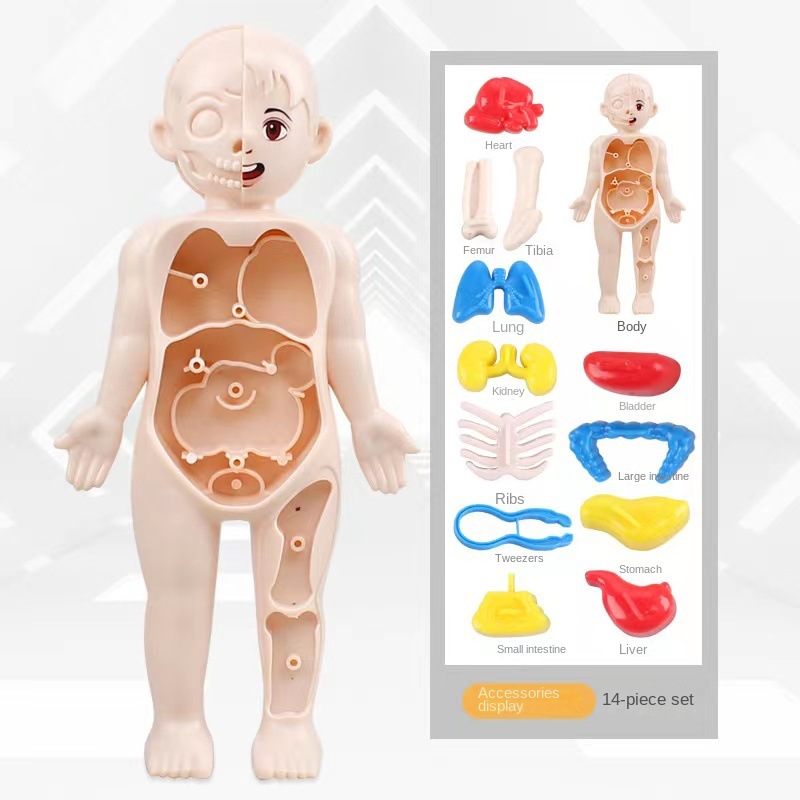 Montessori Puzzle 3D 14 elemen – Human Body Puzzle recenzja i cena