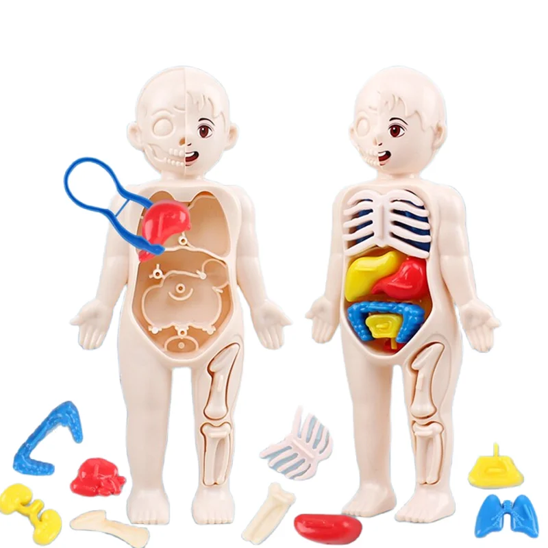 Montessori Puzzle 3D 14 elemen – Human Body Puzzle recenzja i cena