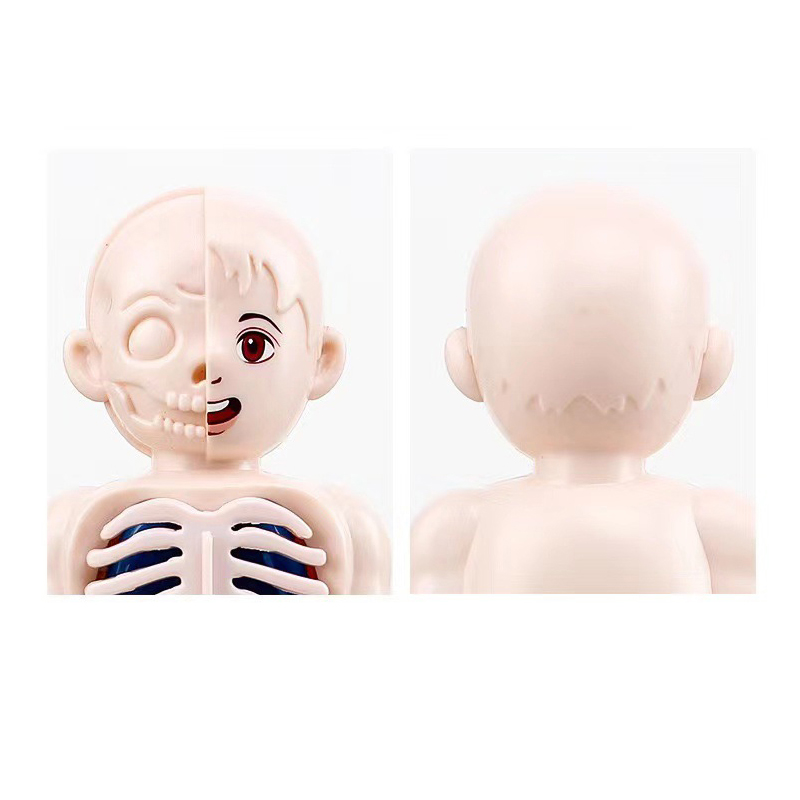 Montessori Puzzle 3D 14 elemen – Human Body Puzzle recenzja i cena