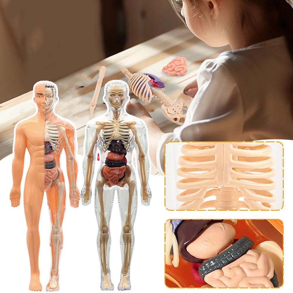 Model 3D ludzkiego torsu do an – Human Body Puzzle recenzja i cena