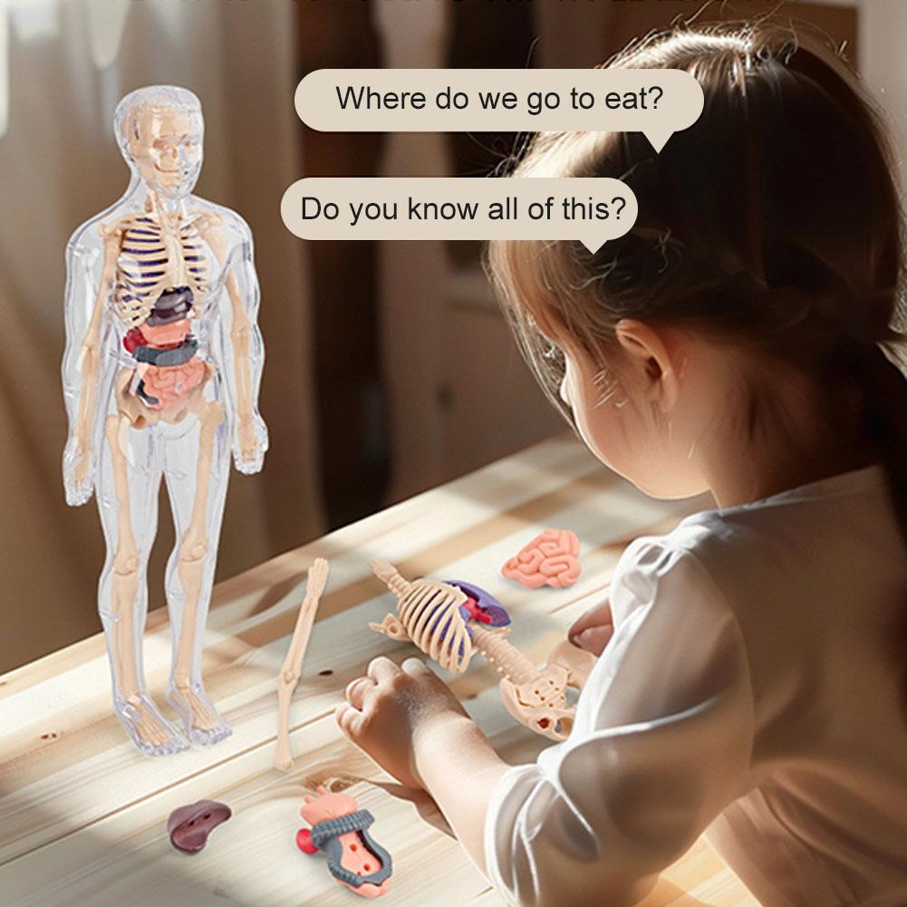 Model 3D ludzkiego torsu do an – Human Body Puzzle recenzja i cena