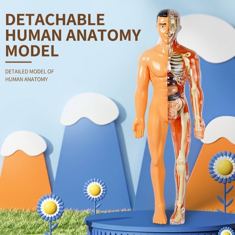 Zestaw do samodzielnego wykona – Human Body Puzzle recenzja i cena