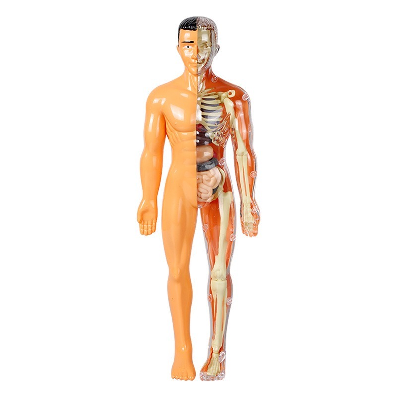 Zestaw do samodzielnego wykona – Human Body Puzzle recenzja i cena
