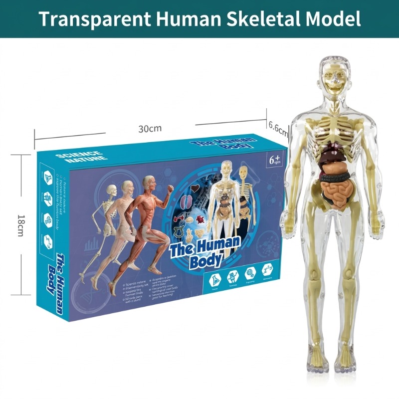 Zestaw do samodzielnego wykona – Human Body Puzzle recenzja i cena