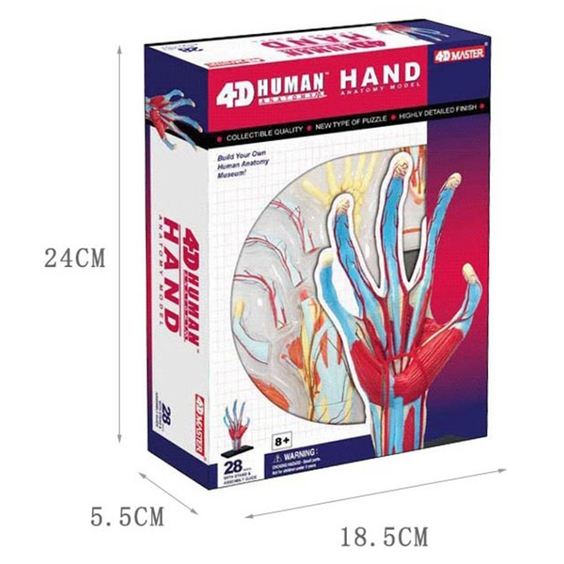 Model anatomiczny 4D: Ręka czł – Human Body Puzzle recenzja i cena