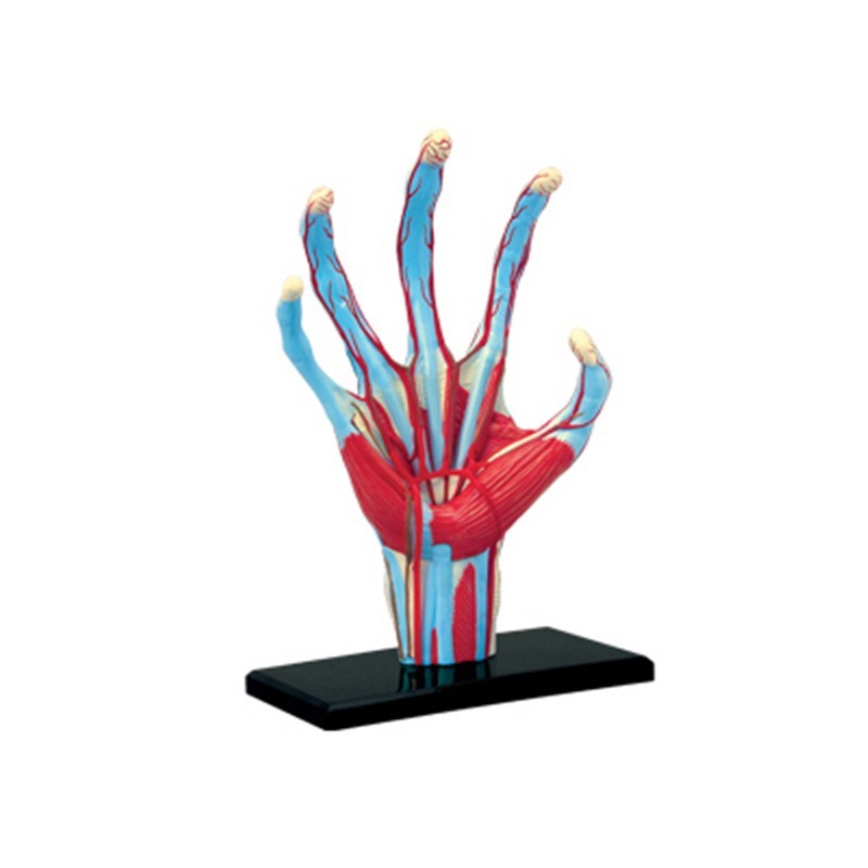 Model anatomiczny 4D: Ręka czł – Human Body Puzzle recenzja i cena