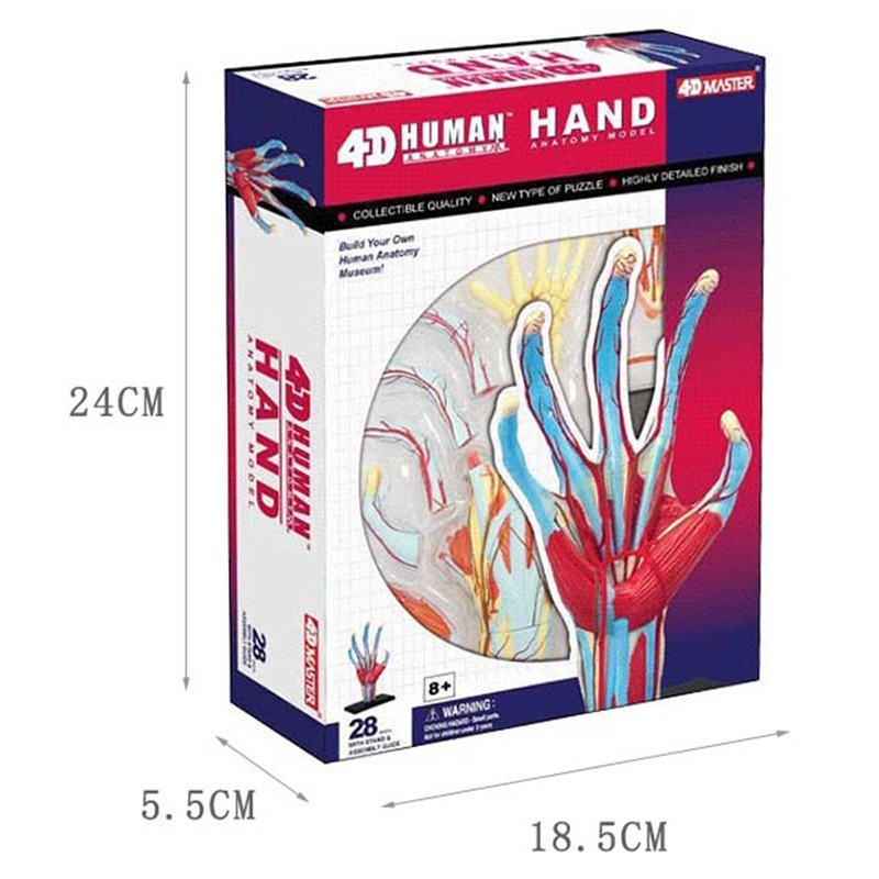 Model anatomiczny 4D: Ręka czł – Human Body Puzzle recenzja i cena