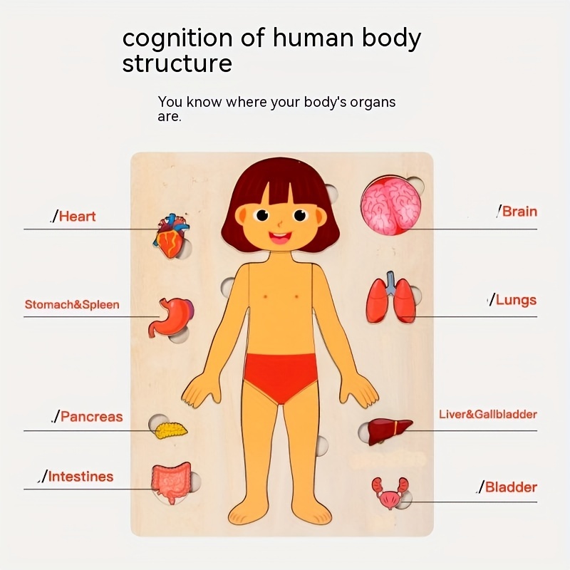 Drewniane Puzzle anatomii Mont – Human Body Puzzle recenzja i cena