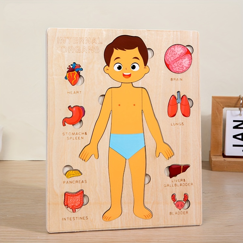Drewniane Puzzle anatomii Mont – Human Body Puzzle recenzja i cena