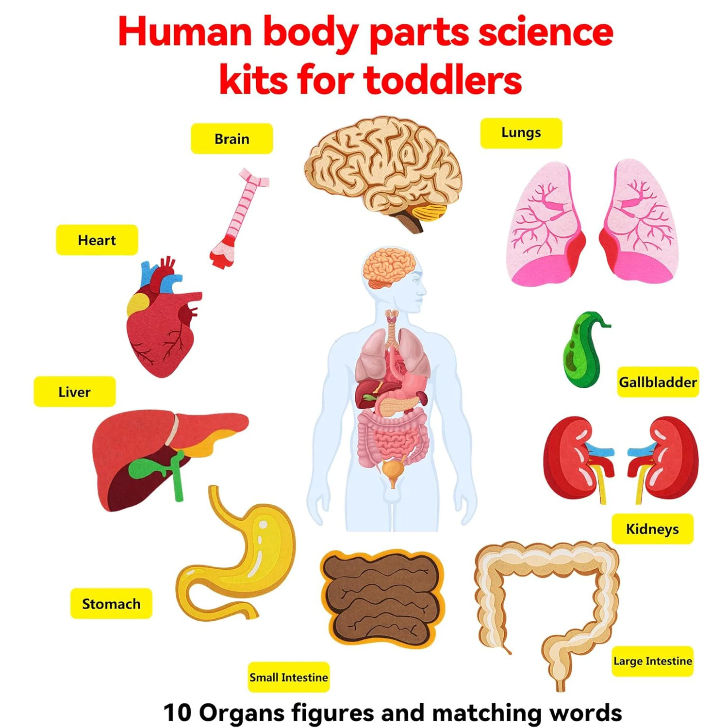 Opowieści z filcowej tablicy o – Human Body Puzzle recenzja i cena