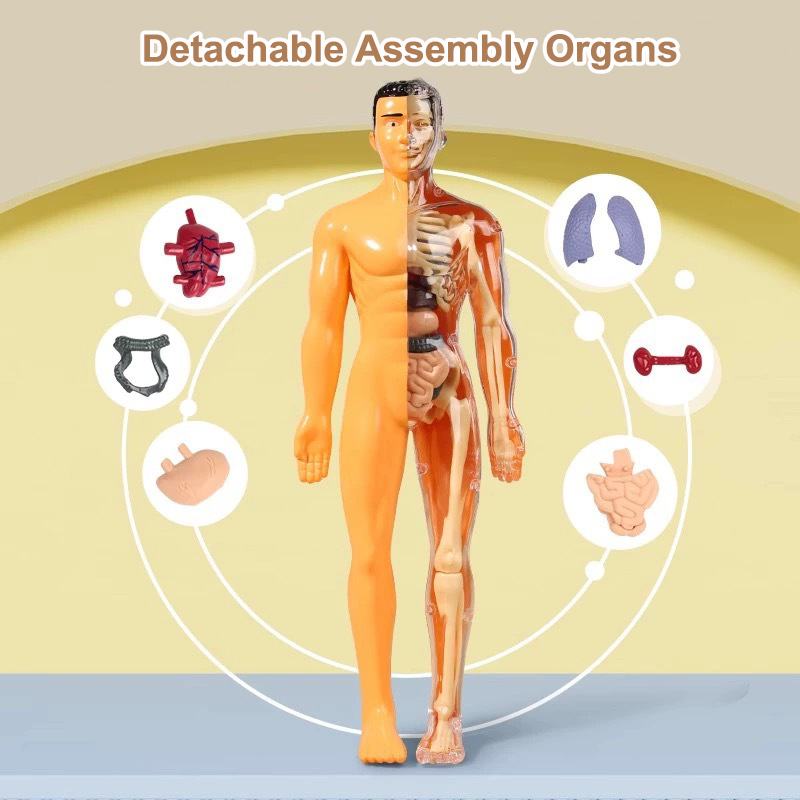 Model ludzkiego tułowia 3D Ana – Human Body Puzzle recenzja i cena