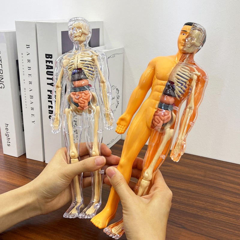 Model ludzkiego tułowia 3D Ana – Human Body Puzzle recenzja i cena