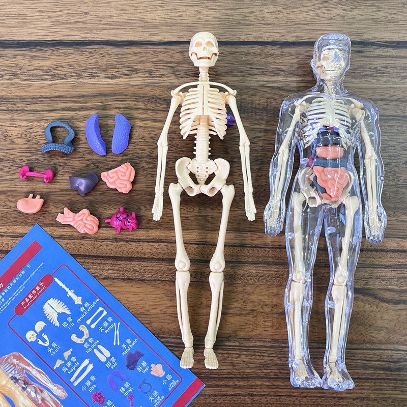 Model ludzkiego tułowia 3D Ana – Human Body Puzzle recenzja i cena